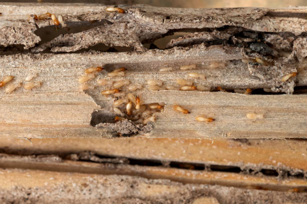 Best Pest Prevention Services  in Throop, PA